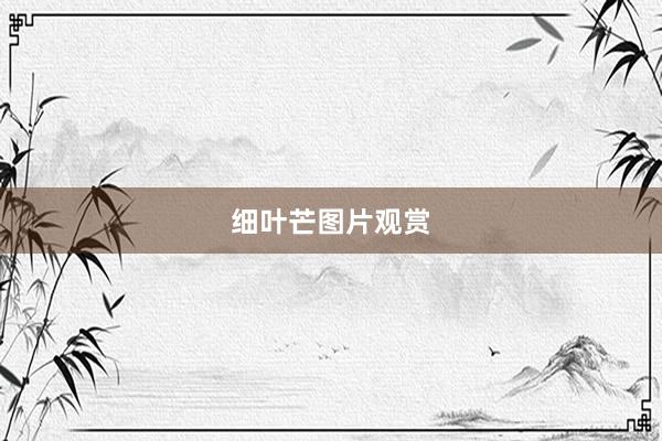 细叶芒图片观赏